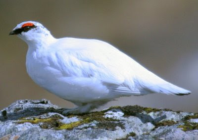 Ptarmigan Pictures