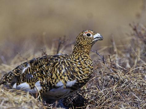 Ptarmigan Summer