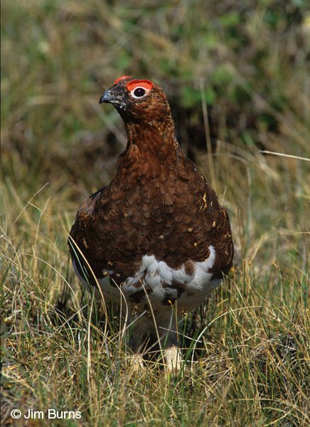 Ptarmigan Summer