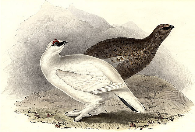 Ptarmigan Summer