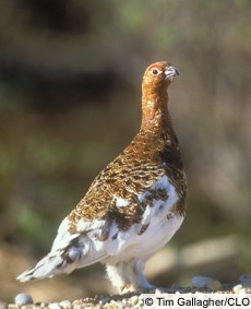 Ptarmigan Summer