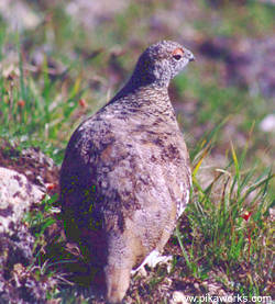 Ptarmigan Summer