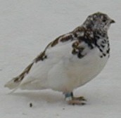 Ptarmigan Summer