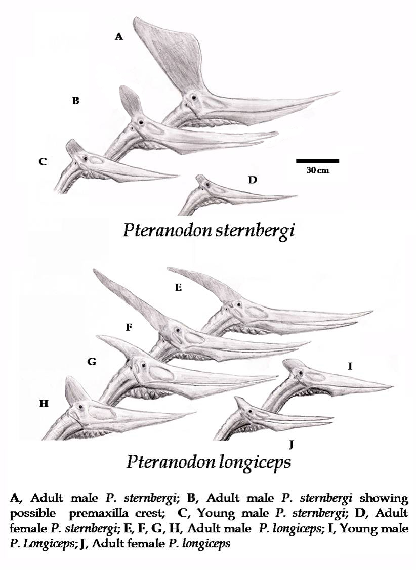 Pteranodon Coloring Page