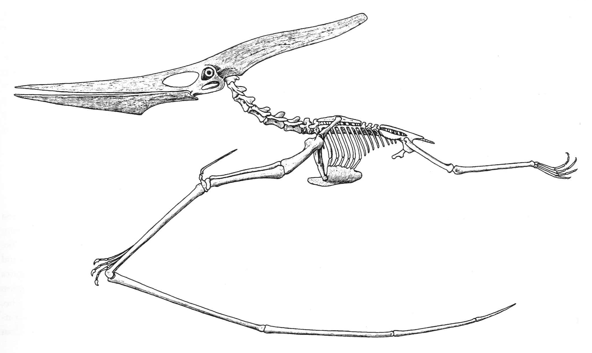 Pteranodon Coloring Page