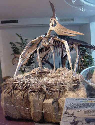 Pteranodon Dinosaur