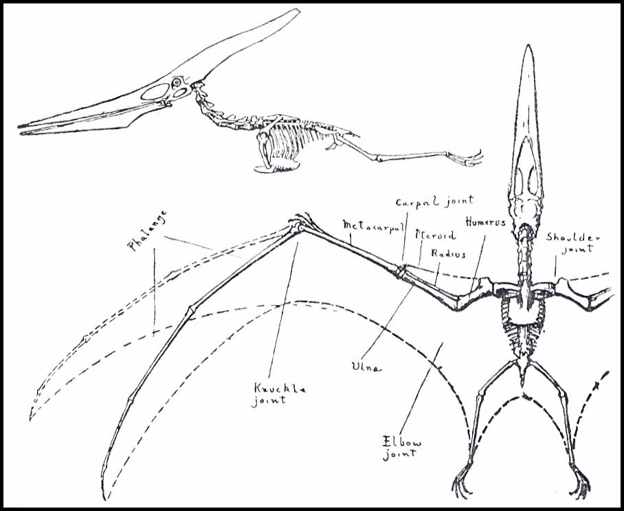 Pteranodon Dinosaur