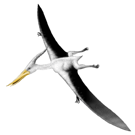 Pteranodon Dinosaur