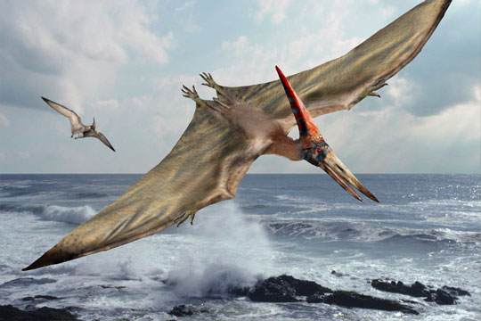 Pteranodon Dinosaur Facts