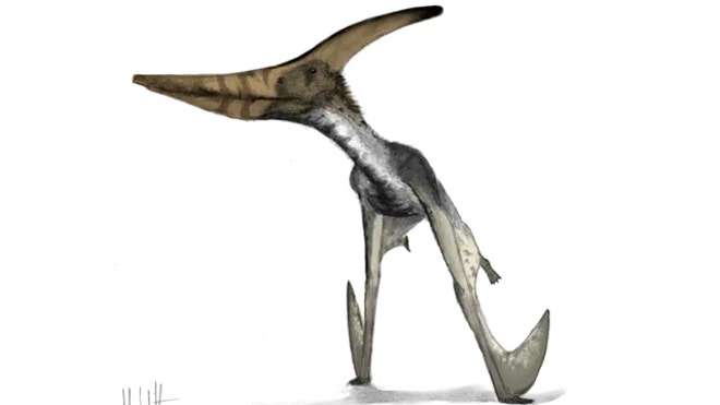 Pteranodon Dinosaur Pictures