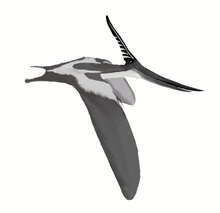 Pteranodon Facts