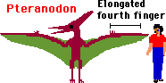 Pteranodon Facts