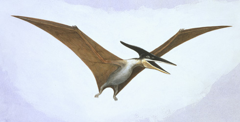 Pteranodon Facts For Kids