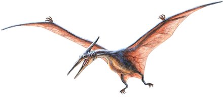 Pteranodon Facts For Kids