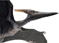 Pteranodon Jurassic Park Builder