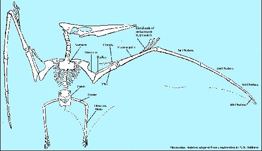 Pteranodon Skeleton