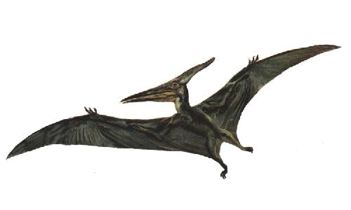 Pteranodon Vs Pterodactyl