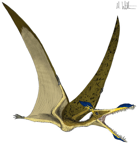 Pterosaur Dinosaur