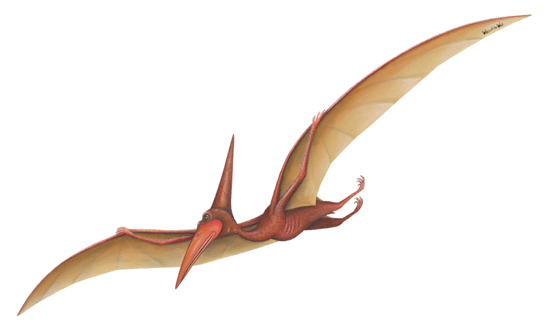 Pterosaur Dinosaur