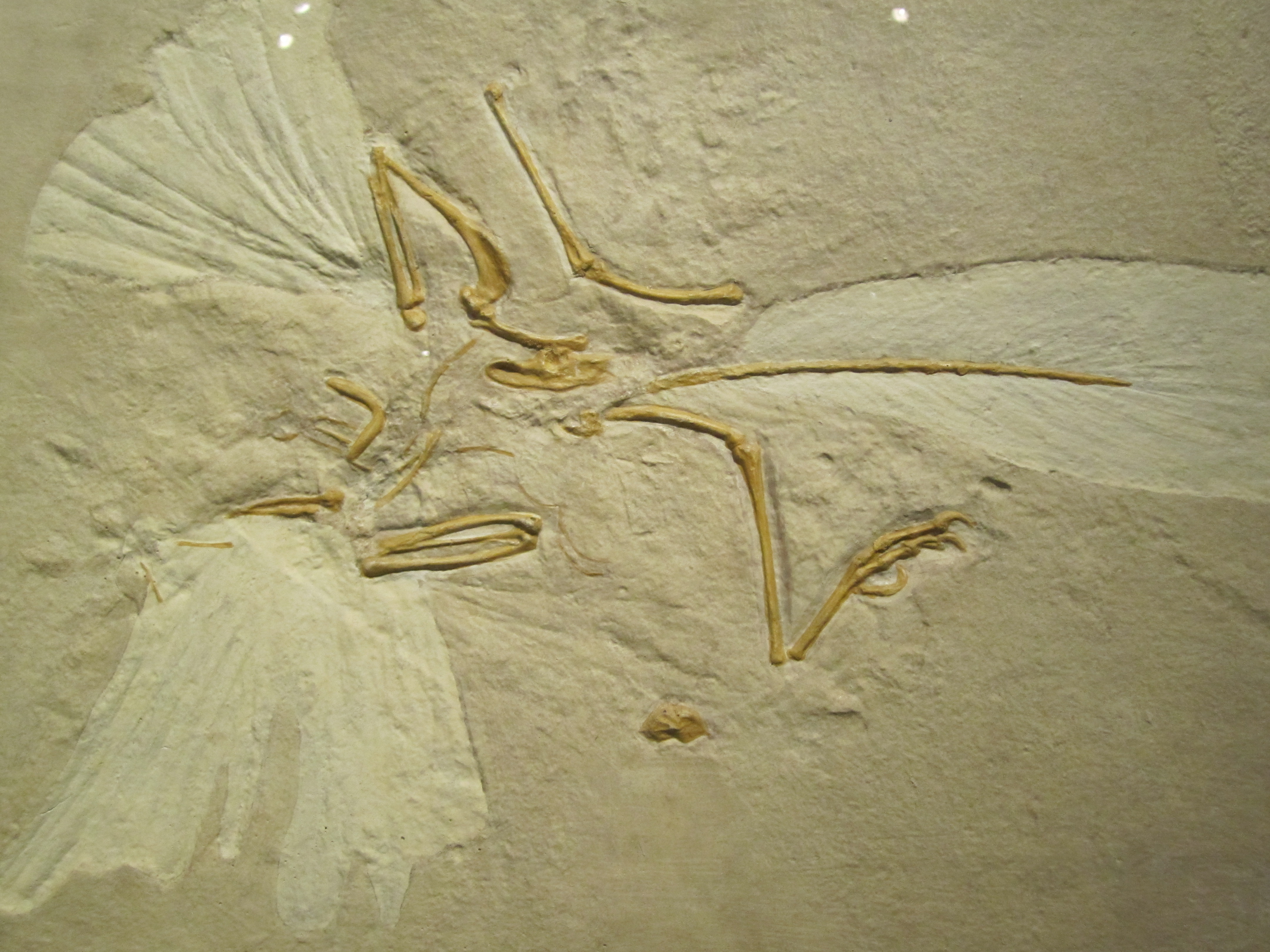 Pterosaur Fossil