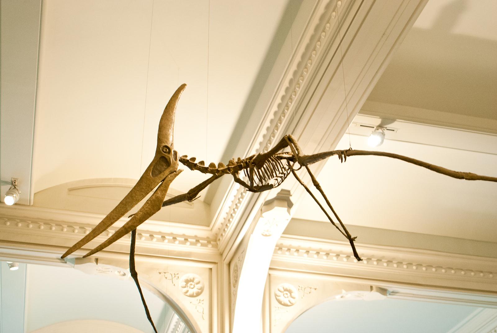 Pterosaur Fossil