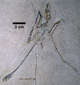 Pterosaur Fossil