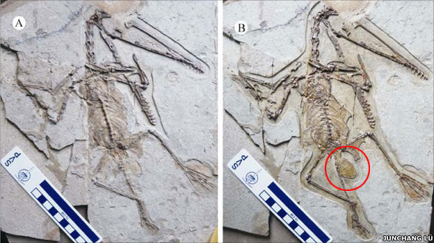 Pterosaur Fossil