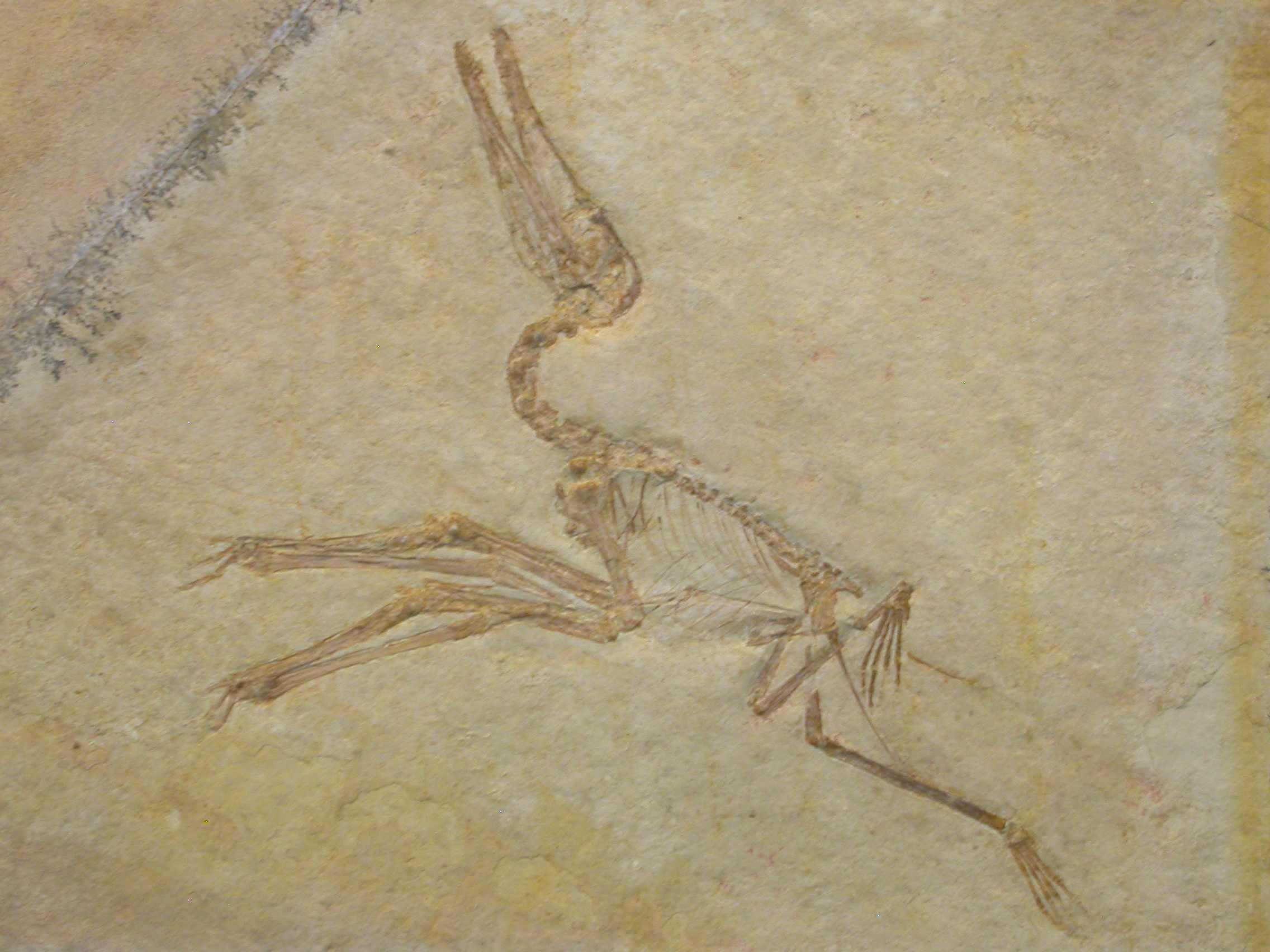 Pterosaur Fossil