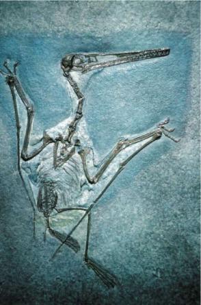 Pterosaur Fossil