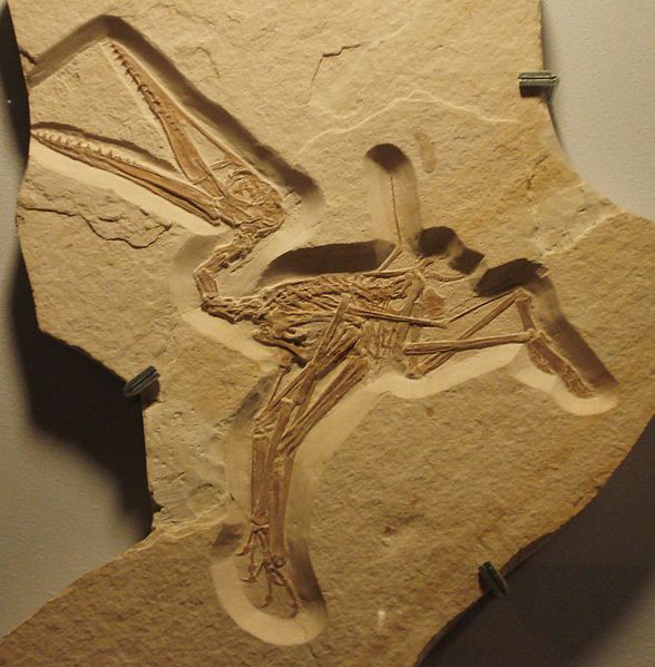 Pterosaur Fossil