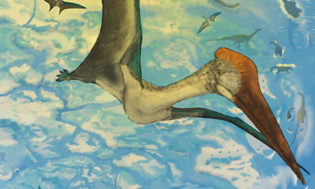 Pterosaur Fossil Brazil