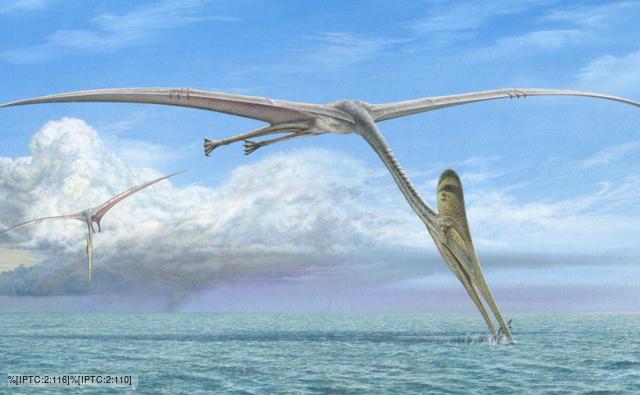 Pterosaur Fossil Brazil