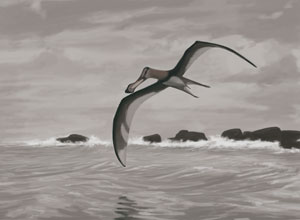 Pterosaur Fossil Brazil