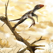 Pterosaur Fossil Brazil