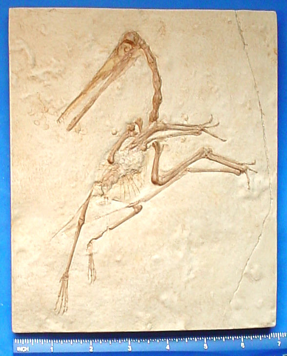 Pterosaur Fossils For Sale