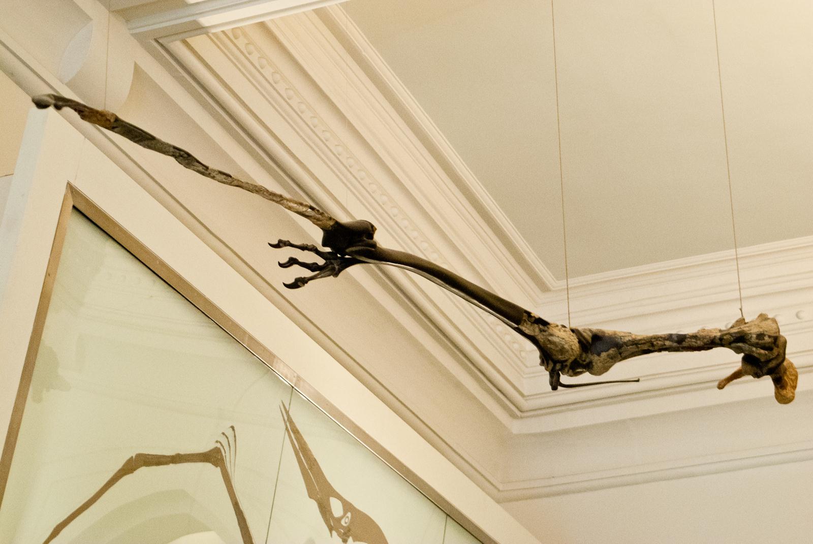 Pterosaur Fossils For Sale