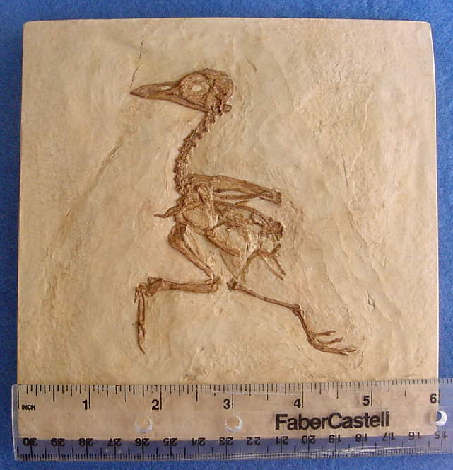 Pterosaur Fossils For Sale