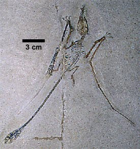 Pterosaur Fossils For Sale