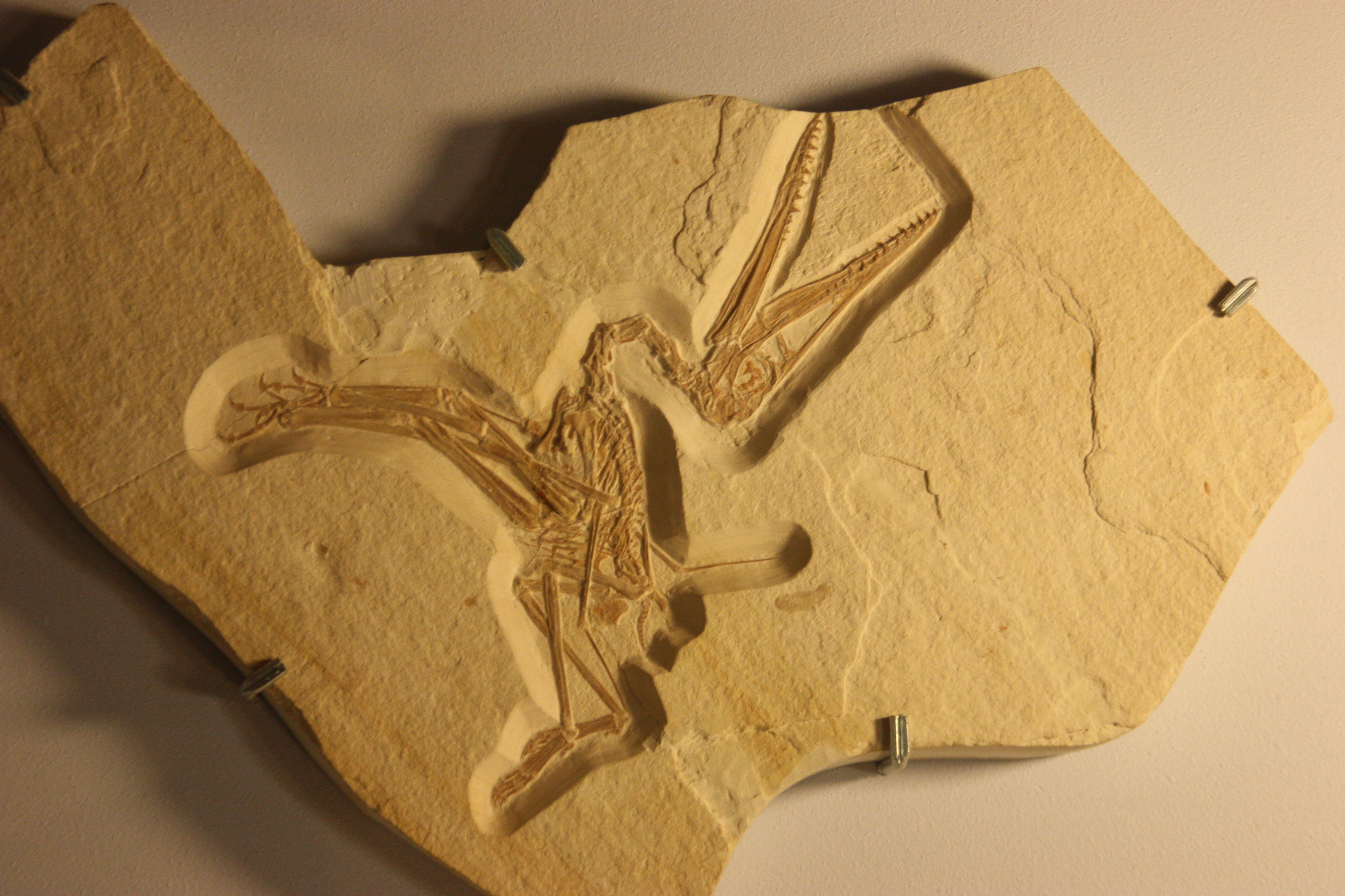 Pterosaur Fossils For Sale