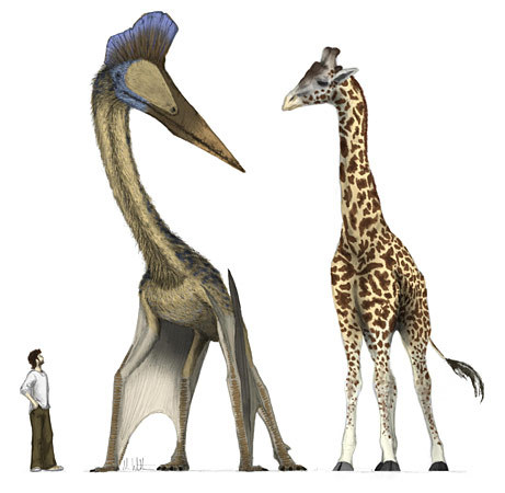 Pterosaur Reconstruction