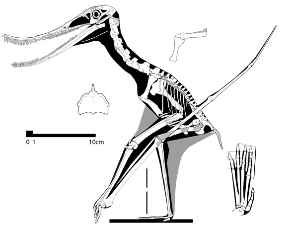 Pterosaur Reconstruction