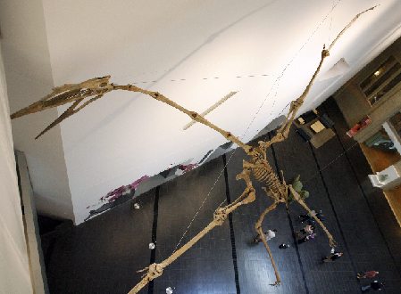 Pterosaur Reconstruction