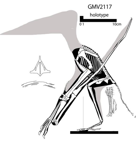 Pterosaur Reconstruction