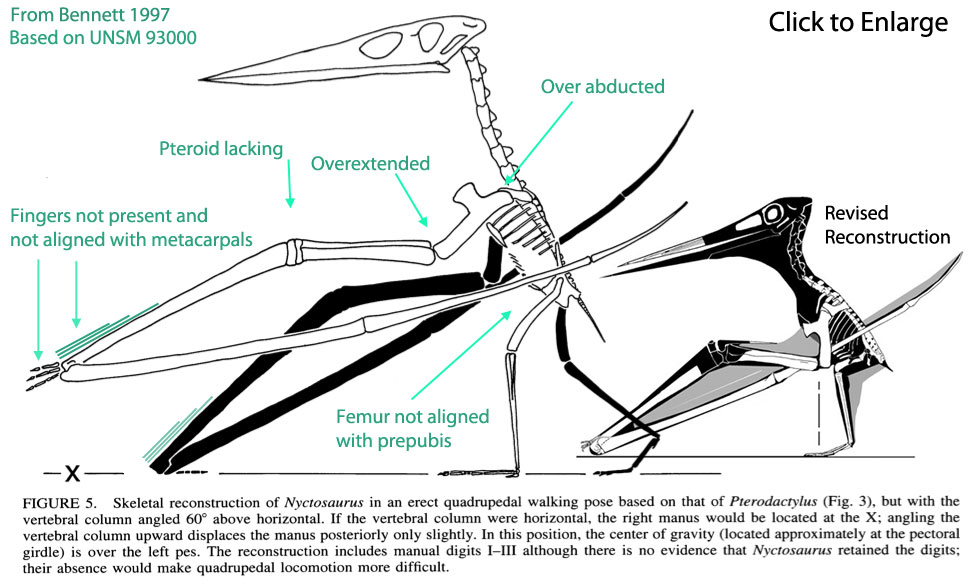 Pterosaur Reconstruction