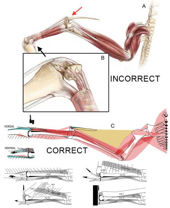 Pterosaur Reconstruction Lab Answers