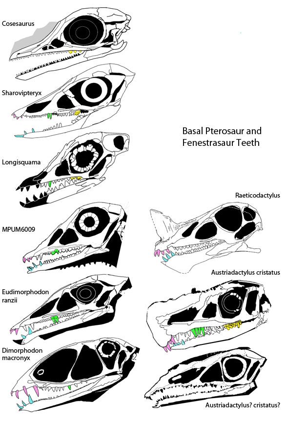 Pterosaur Reconstruction Lab Answers