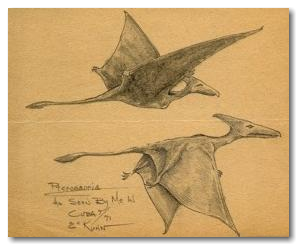 Pterosaur Sightings 2011