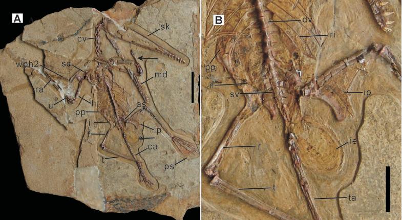 Pterosaur Sightings 2011