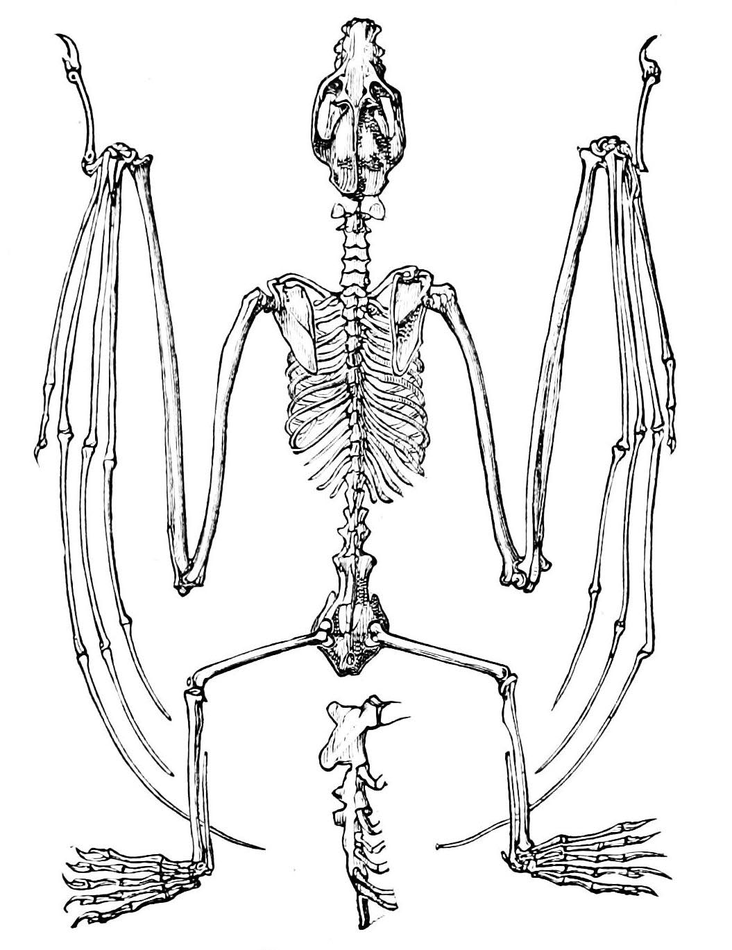 Pterosaur Skeleton