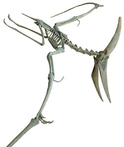 Pterosaur Skeleton